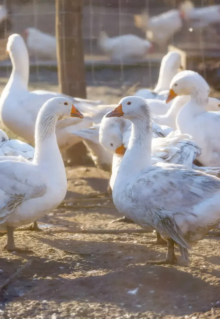 Chov husí na farme Kukkonia